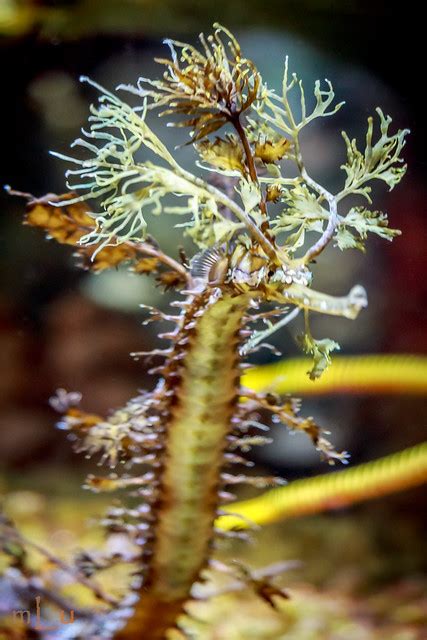 Seahorse Camouflage | Flickr - Photo Sharing!