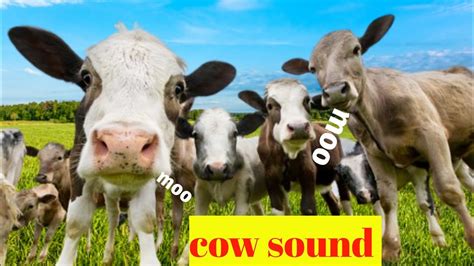 cow mooing interesting sound | cow moo moo sound | cows sound 🤔🎶 - YouTube