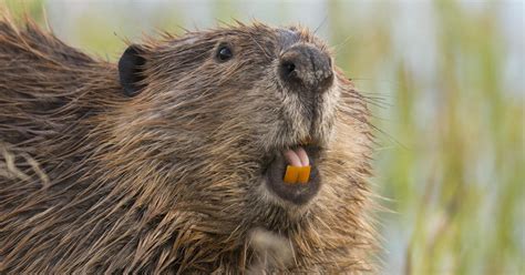 Nature up close: Beavers, the master engineers - CBS News