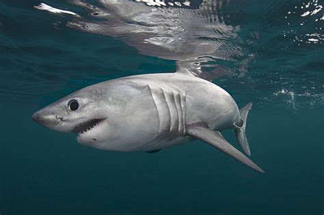 Fire and Ice: How Porbeagle Sharks Stay Blazing Fast in Frigid Seas - Oceana