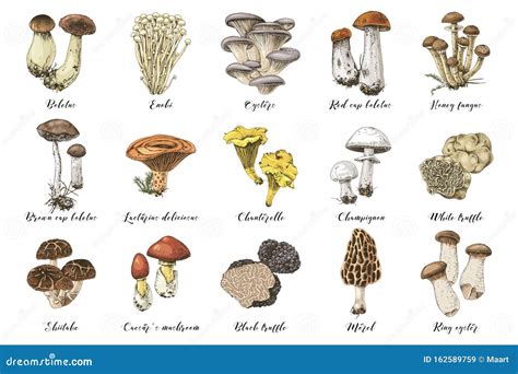 Edible Mushroom Set. Vector Illustration | CartoonDealer.com #72760276