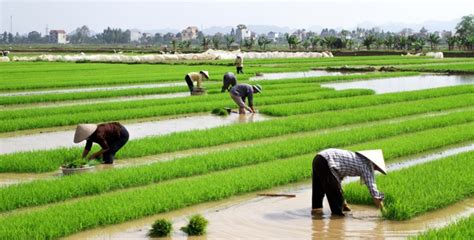 vietnam-rice-paddies - Anecdote