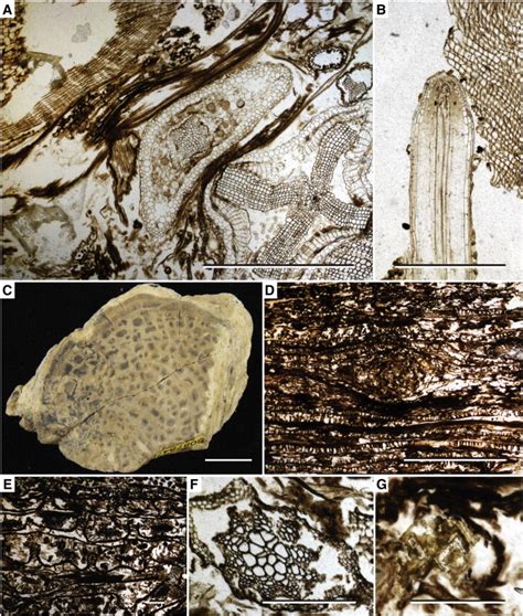 Range of biota found in thin sections of the Toploje Member silicified... | Download Scientific ...