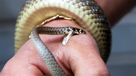 VIDEO: Florida mom lets snake bite baby to 'teach a lesson'