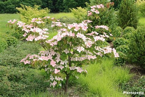 Cornus Kousa, Chinensis/Japanese Dogwood tree - How to plant and care - Plantopedia