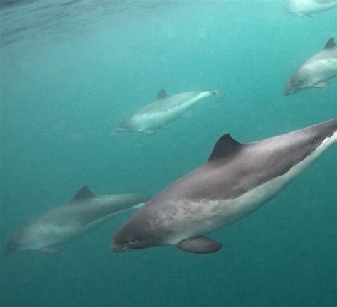 Three harbour porpoises killed every day in the UK | WWF