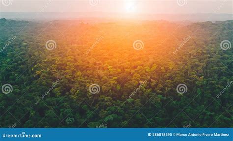 Beautiful Aerial View of the Amazon Jungle, Forested Area in High Resolution and Sharpness with ...