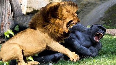 10 Crazy Animal Fights Caught On Camera - YouTube