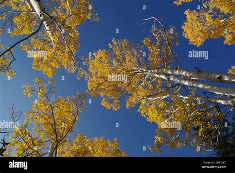 Fall Colors with Quaking Aspens Stock Photo - Alamy