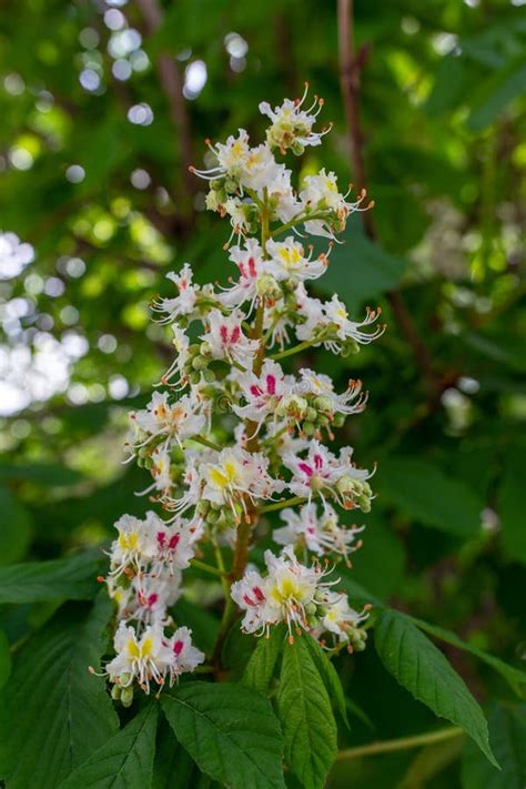 A Flower of a Chestnut Tree. Spring Blooming Flowers of Chestnut Tree Stock Photo - Image of ...