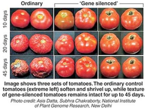 Advantages and Disadvantages of Genetically Modified Foods (GMO's ...