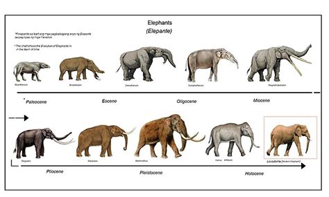 STEM Challenge: It's All Relative (Elephant Organism) timeline | Timet