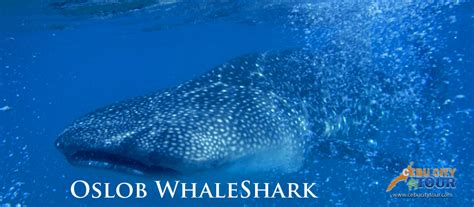 Cebu Whale Shark Tour Package | Cebu City Tour