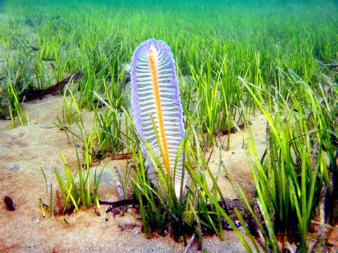 Sea Pen – "OCEAN TREASURES" Memorial Library