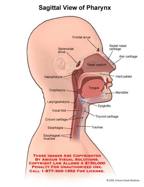 Mouth Throat Diagram Anatomy Of The Mouth And Throat - Human Anatomy ...