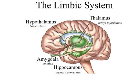 The Amygdala and the emotional brain