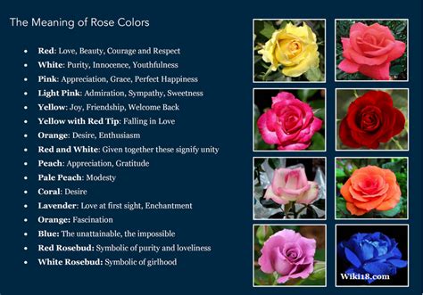 The Meaning of Rose Colors - PositiveMed | Rose color meanings, Rose ...