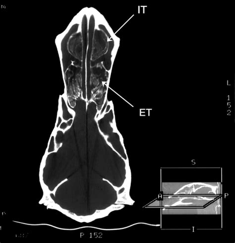 The Nasal Complex of a Semiaquatic Artiodactyl, the Moose (Alces alces): Is it a Good ...