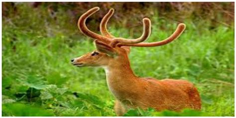 Sangai Brow-Antlered Deer – IAS4Sure