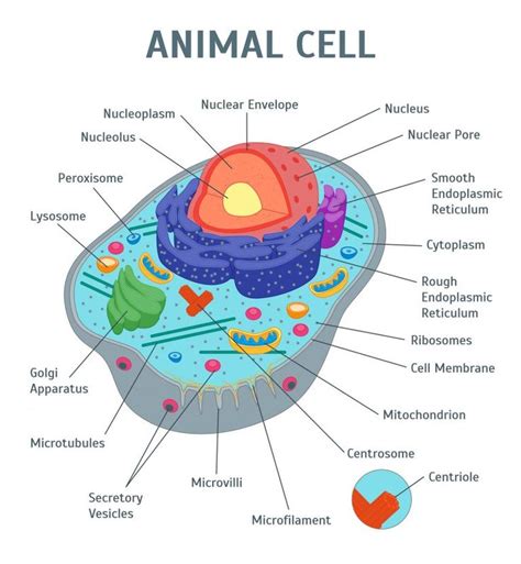 Diagram Of A Cell Labeled With Organelles