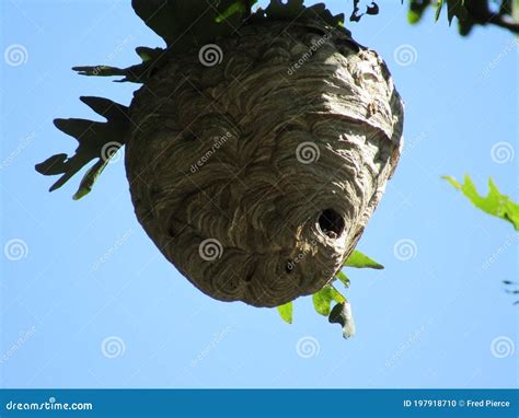 Hornets nest stock photo. Image of hanging, nest, tree - 197918710