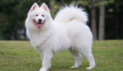 Samoyed - BURVET - Bursa Veteriner Kliniği