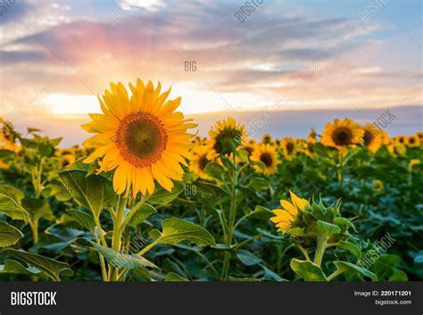 Beautiful Sunflowers Image & Photo (Free Trial) | Bigstock