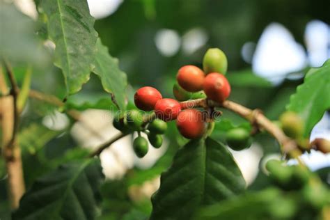 Coffea Liberica with Fruits Stock Image - Image of species, fruits: 163331351