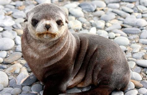 Galería de imágenes: Fotos de focas bebés