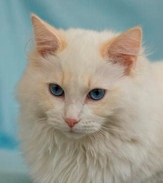 The Cream Point Ragdoll - Mitted, Colorpoint, Bicolor & Lynx