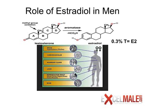 Is Estradiol a Friend or Enemy of Men? | Testosterone Wisdom