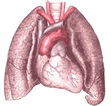 Serous Membrane | Definition, Location & Function - Lesson | Study.com