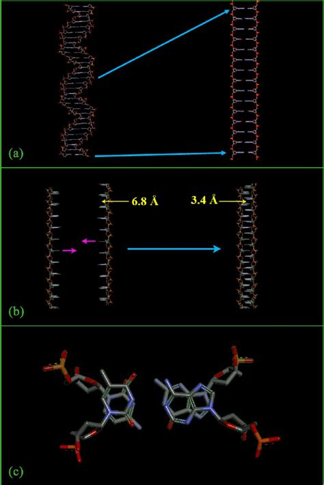 Intercalated tetraplex structure of Tai Te Wu. (a) The sugar-phosphate ...