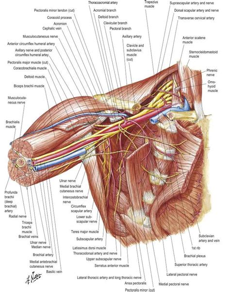 Pictures Of Axillary Vein