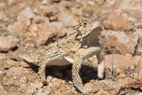 Texas Horned Lizard Facts and Pictures | Reptile Fact