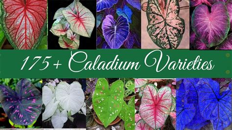 175+ Caladium Varieties with Names part 2 / Caladium Collection / Plantify - YouTube | Namen