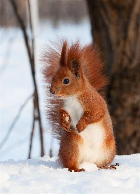 European Red Squirrel on Snow Stock Photo - Image of view, trees: 85446462