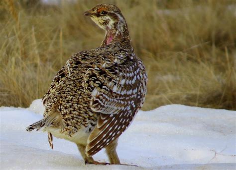 Trevor Herriot's Grass Notes: What kind of government would the prairie ...