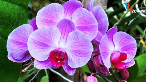 Ý nghĩa hoa phong lan - Orchid