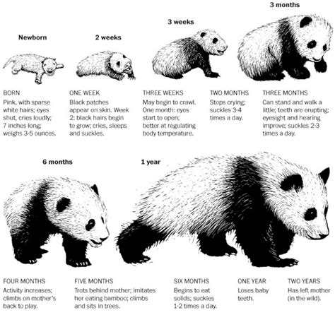 Everything you need to know about baby pandas, in one chart - The ...