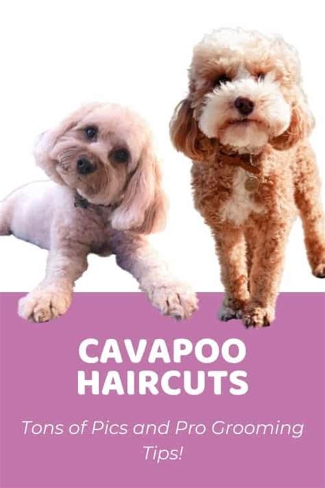 The Best Cavapoo Haircuts (Lots of Pics!) & Grooming Tips!