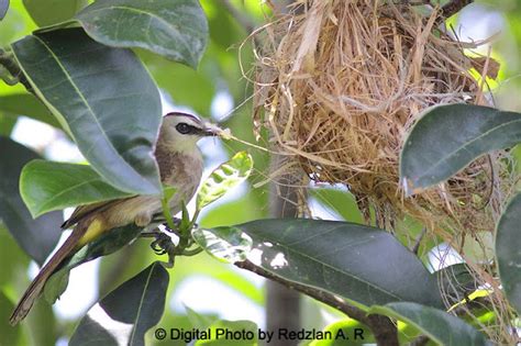 Birds and Nature Photography @ Raub: Yellow-vented Bulbul recycle nest ...