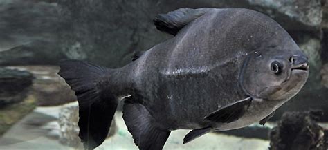 Pacu Behaviour Shoaling Habitat Size Water PH Feeding and Tankmates - Fish profile - Pacu