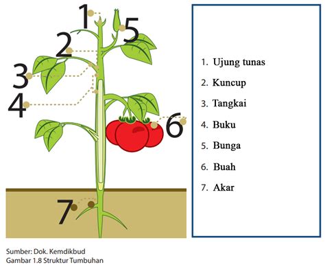 Soal Fungsi Organ Tumbuhan Media Belajar | Porn Sex Picture