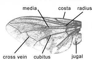 Beetle Wings Anatomy