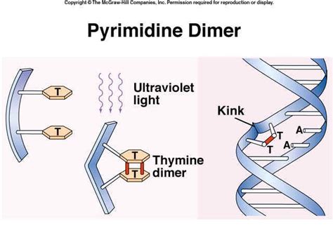 thymine | Thymine dimers may be repaired by excision of at least one ...