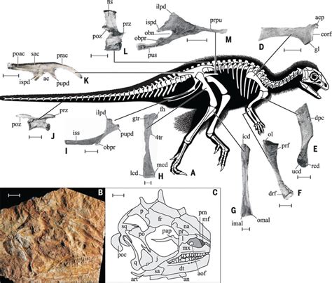 A Jurassic ornithischian dinosaur from Siberia with both feathers and scales | Science