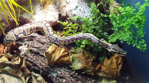 How to set up the Ball Python Enclosure Tank? - Pets & Animals