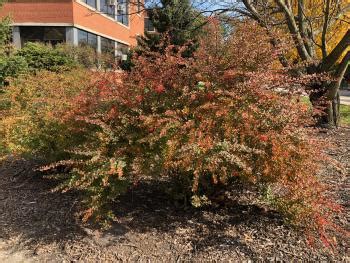 Japanese Barberry Invasive Species Profile | Natural Resource Stewardship