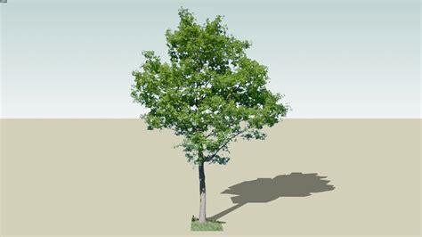 tree 2016ver | 3D Warehouse